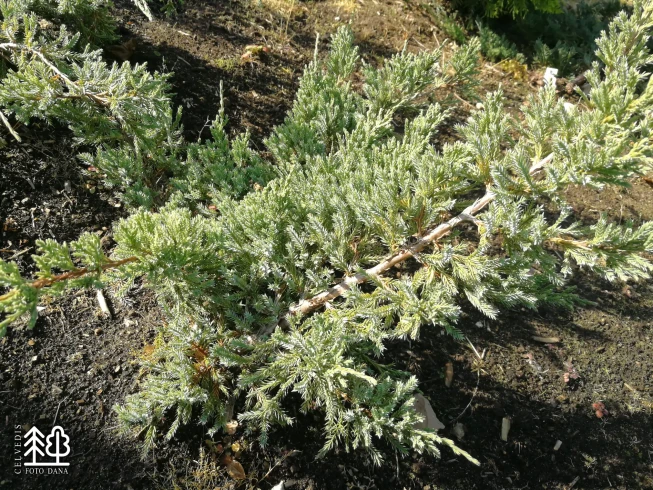 Juniperus squamata   'Gold Tip'